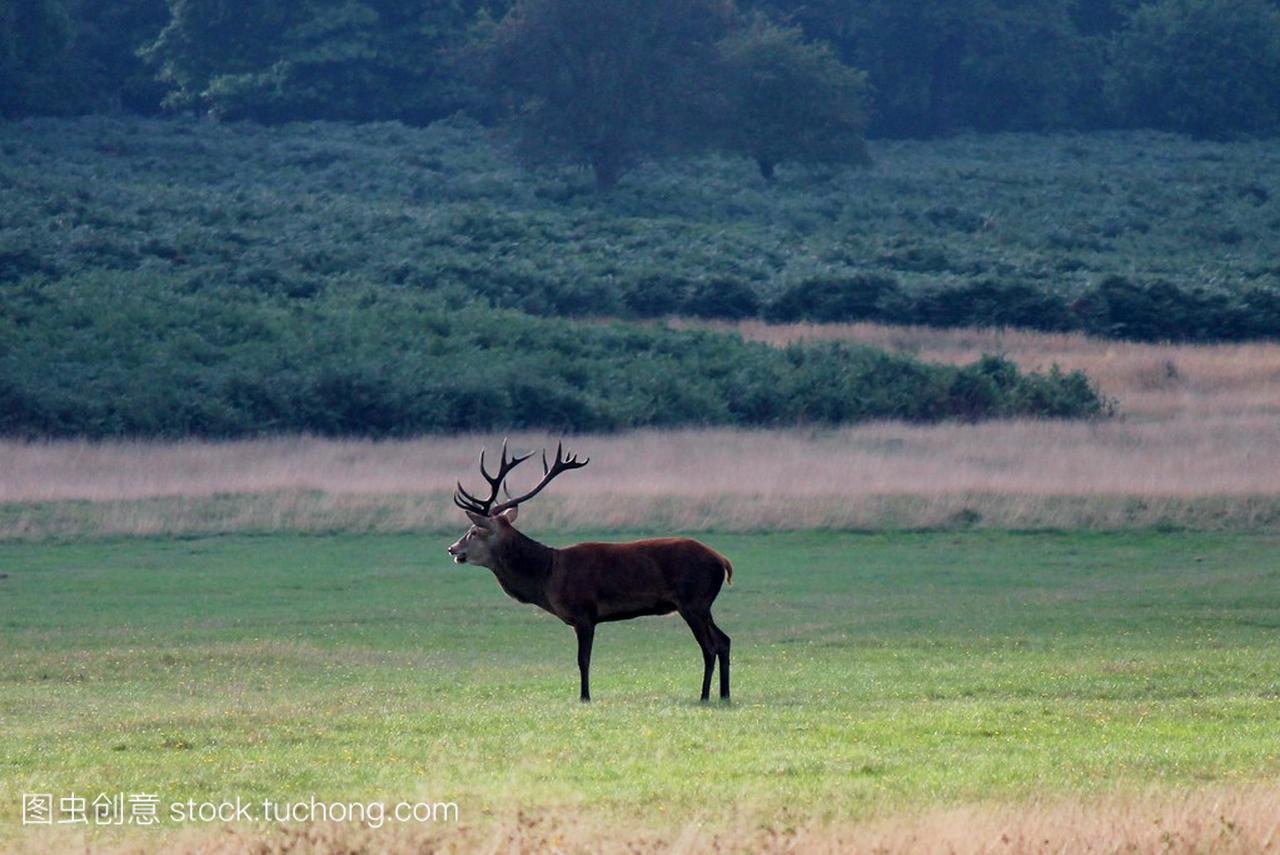 Red deer stag in Bushy Park alone in meadow 