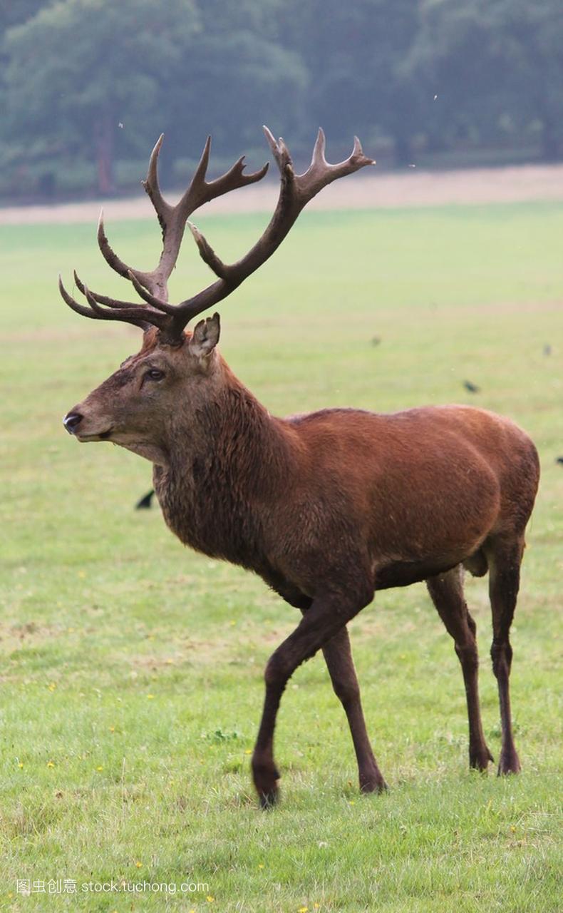 Red deer stag in Bushy Park with large antlers