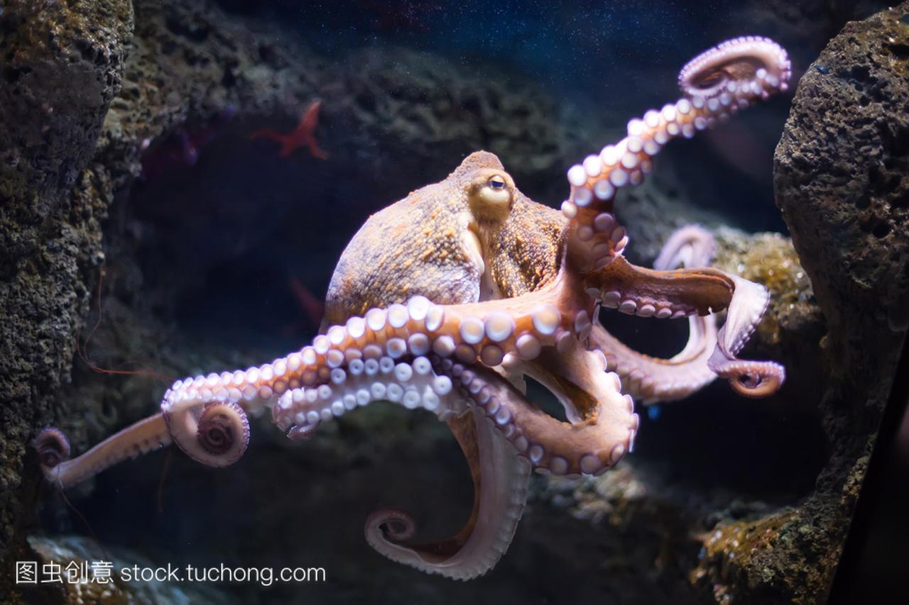 Ethereal octopus from the depth (Octopus 