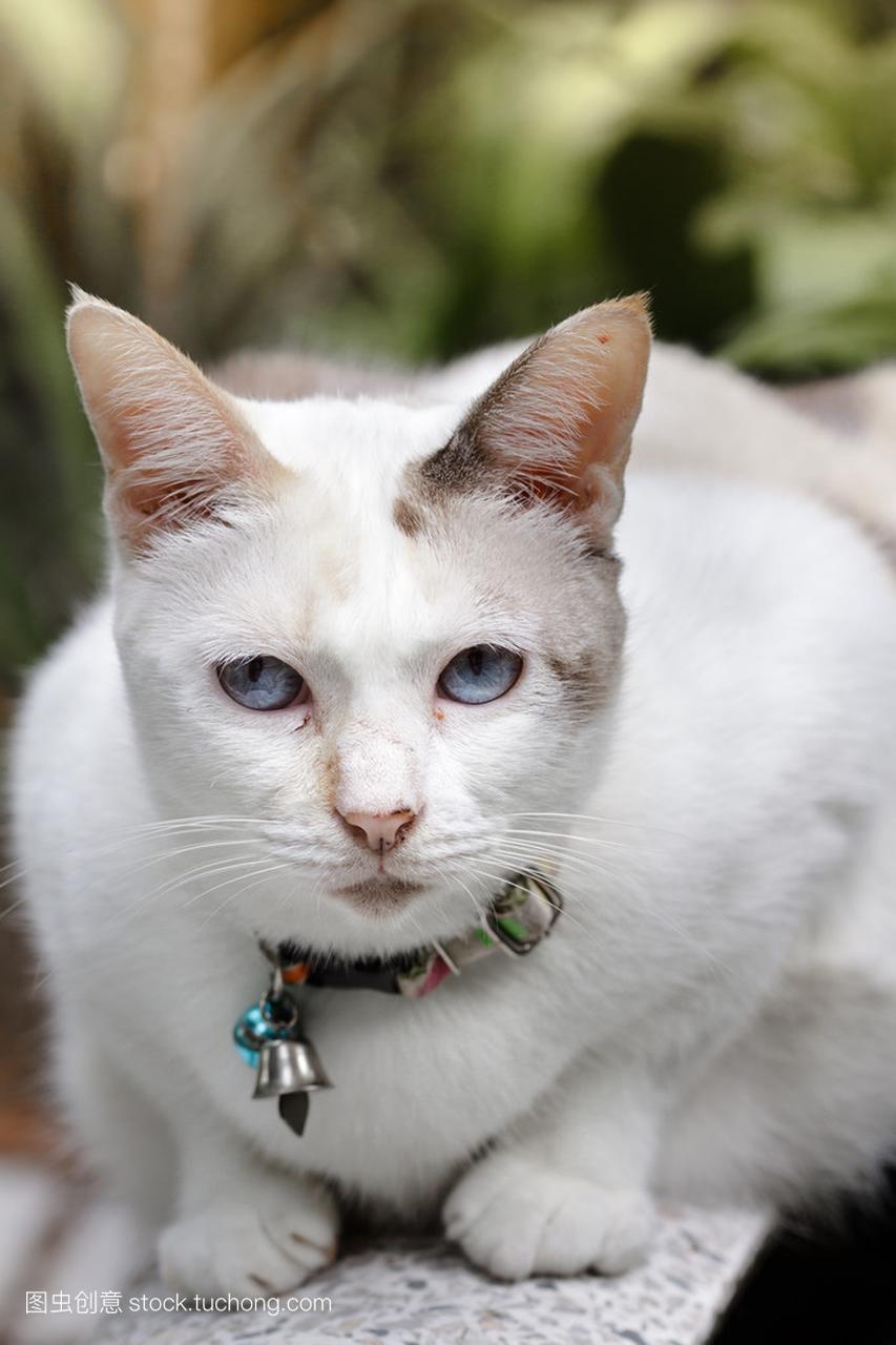 在花园里的长椅上坐着的白色暹罗猫