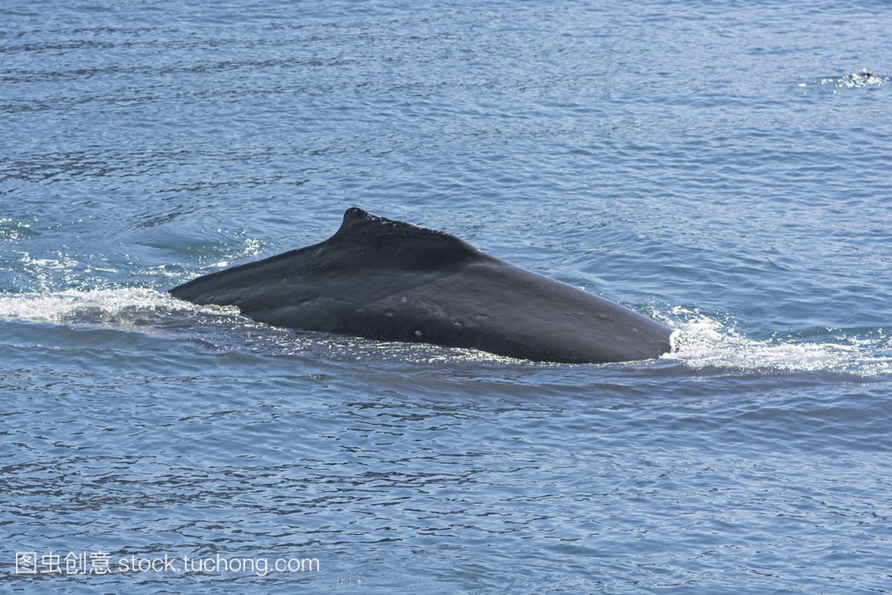Humpaback 鲸鱼显示其背鳍