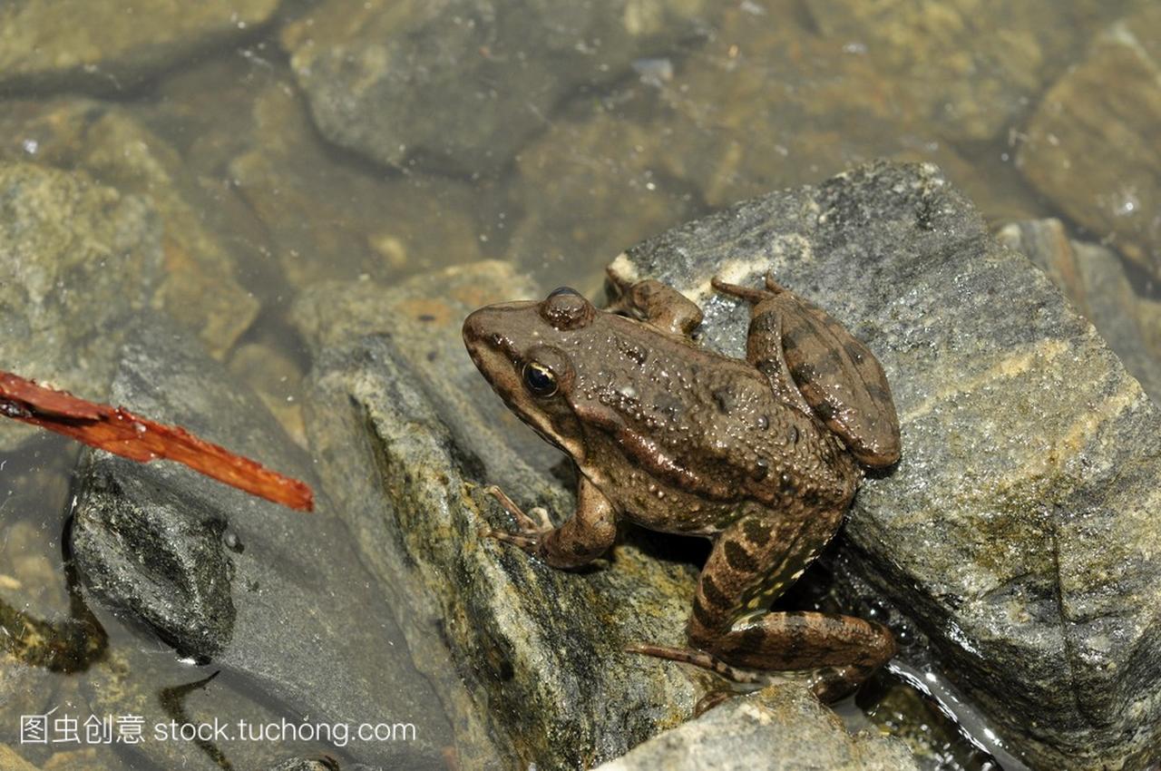 两栖类动物，在一块岩石上的青蛙