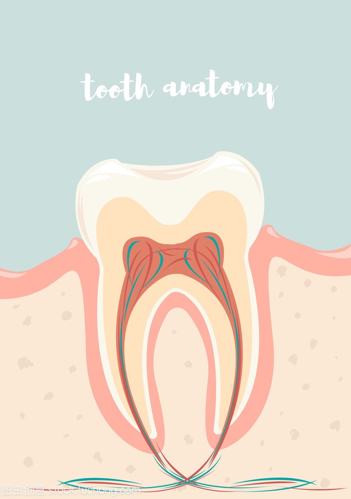牙的解剖结构