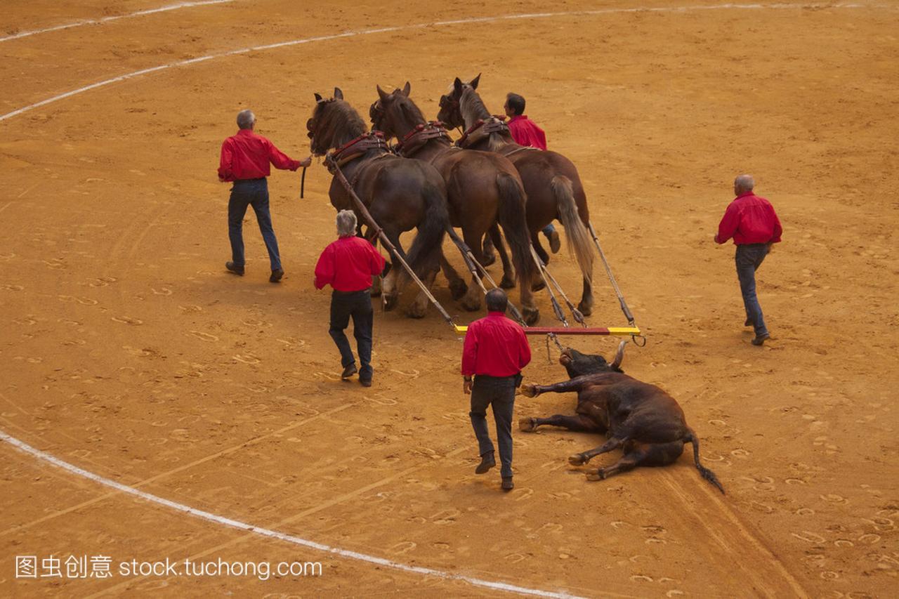 56 间,西班牙,9 月 2015年。公牛在斗牛中丧生