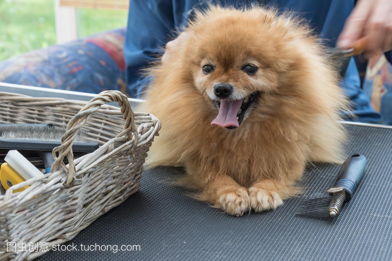 博美犬具体美容的方法技安博体育- ANBO巧