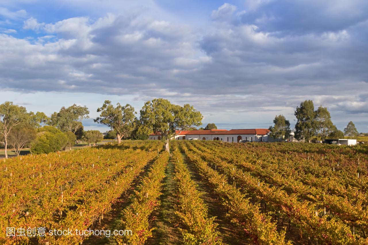 e view of vineyard growing on limestone coast i