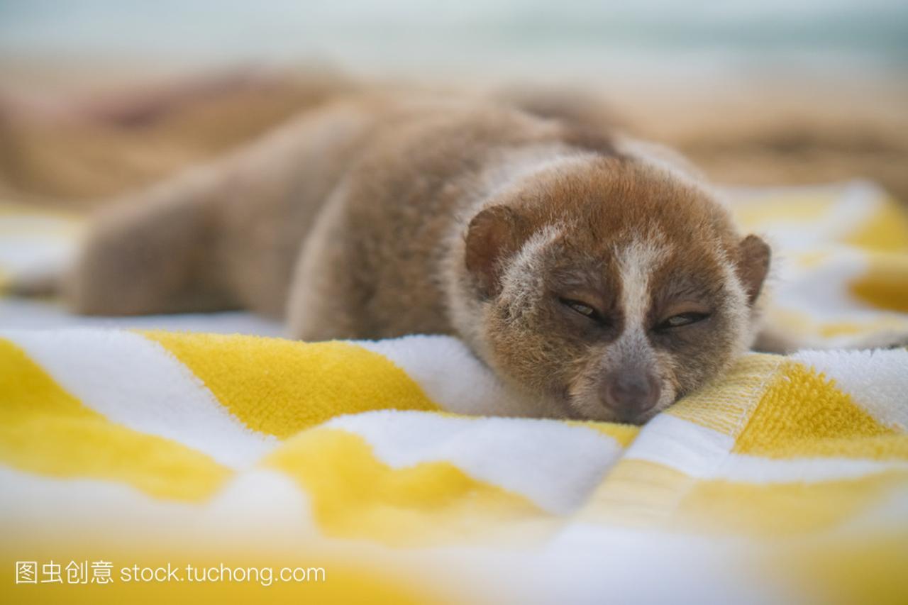 懒猴猴上毛巾孤立在沙滩上睡觉