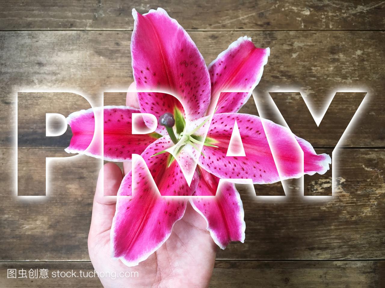 女人的手祷告词的粉色百合