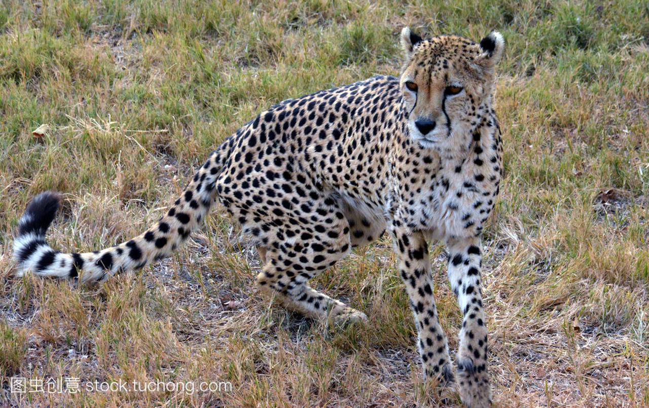 休息在自然界中,南非的非洲猎豹