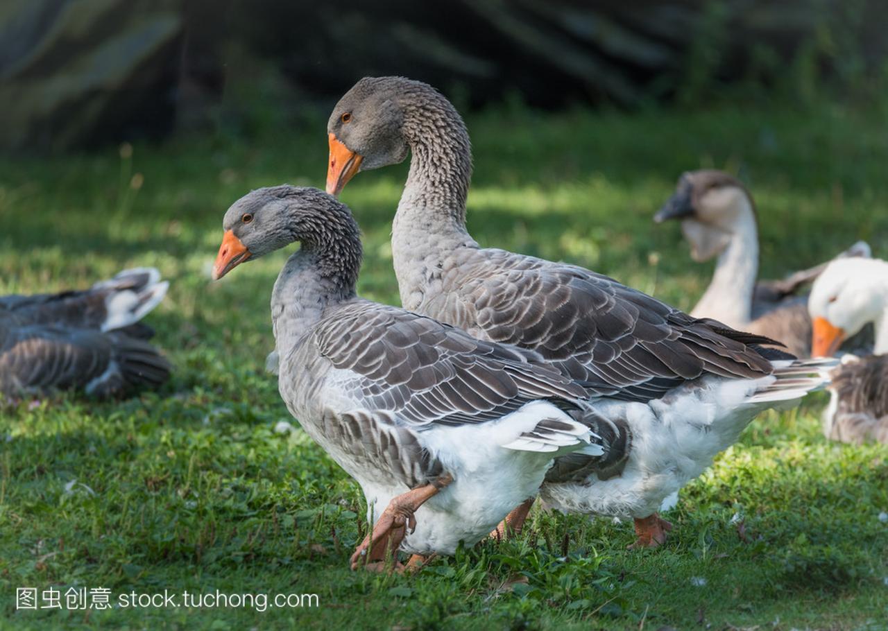 Domestic Greylag geese: Big birds on a 