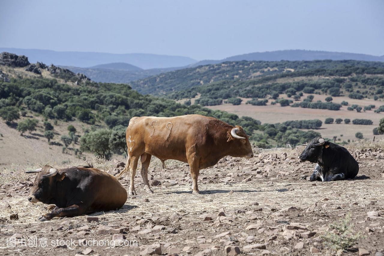 在农村,西班牙安达卢西亚自治区的公牛