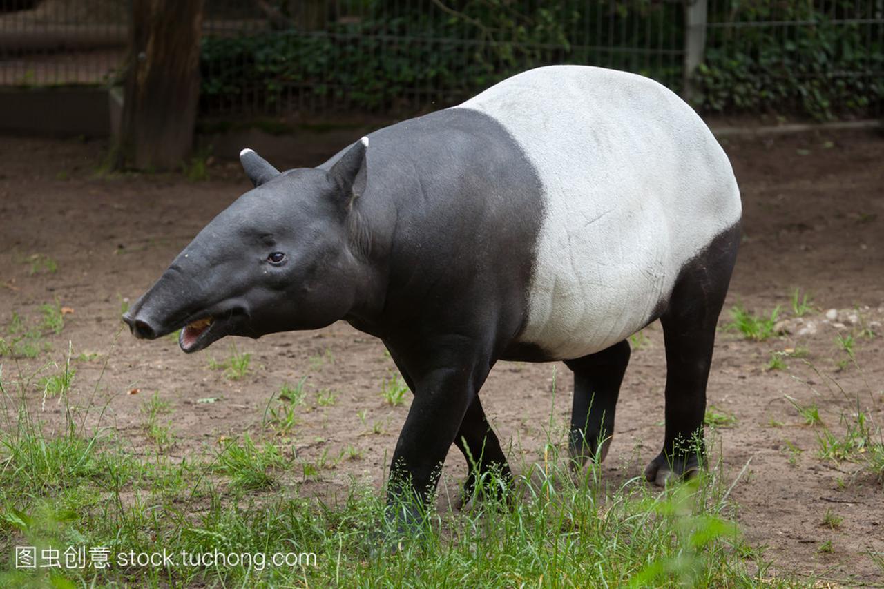 Malayan tapir (Tapirus indicus).