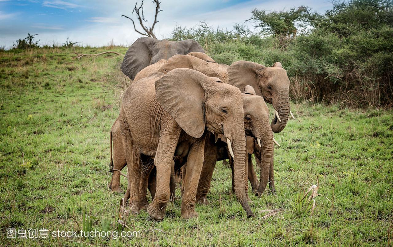 非洲大象保护他们年轻格罗姆危险的国家