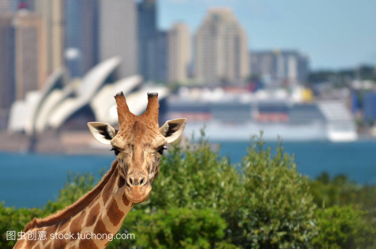 长颈鹿在塔隆加动物园悉尼新南威尔士大学澳大利亚
