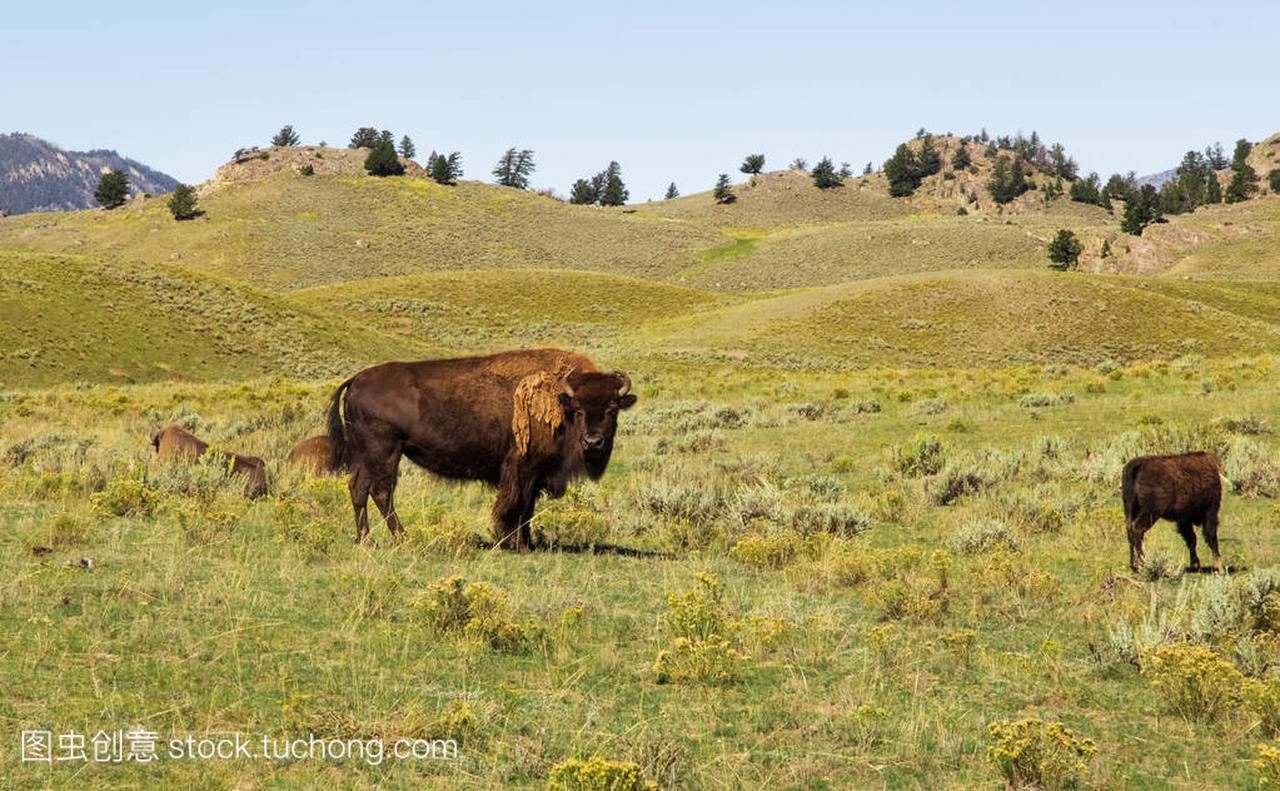 在大草原上的几个北美野牛。黄石国家 park,W
