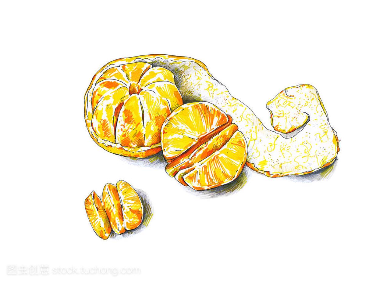 柑橘果实被隔离在白色背景上。彩色素描毡尖笔