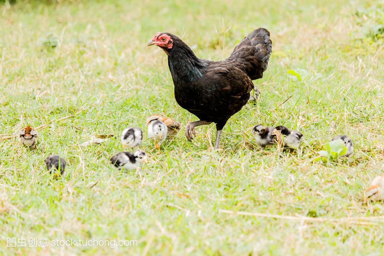 自然环境农村场景中饲养的母鸡小鸡