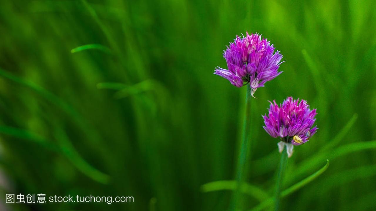 在夏天的紫色三叶草