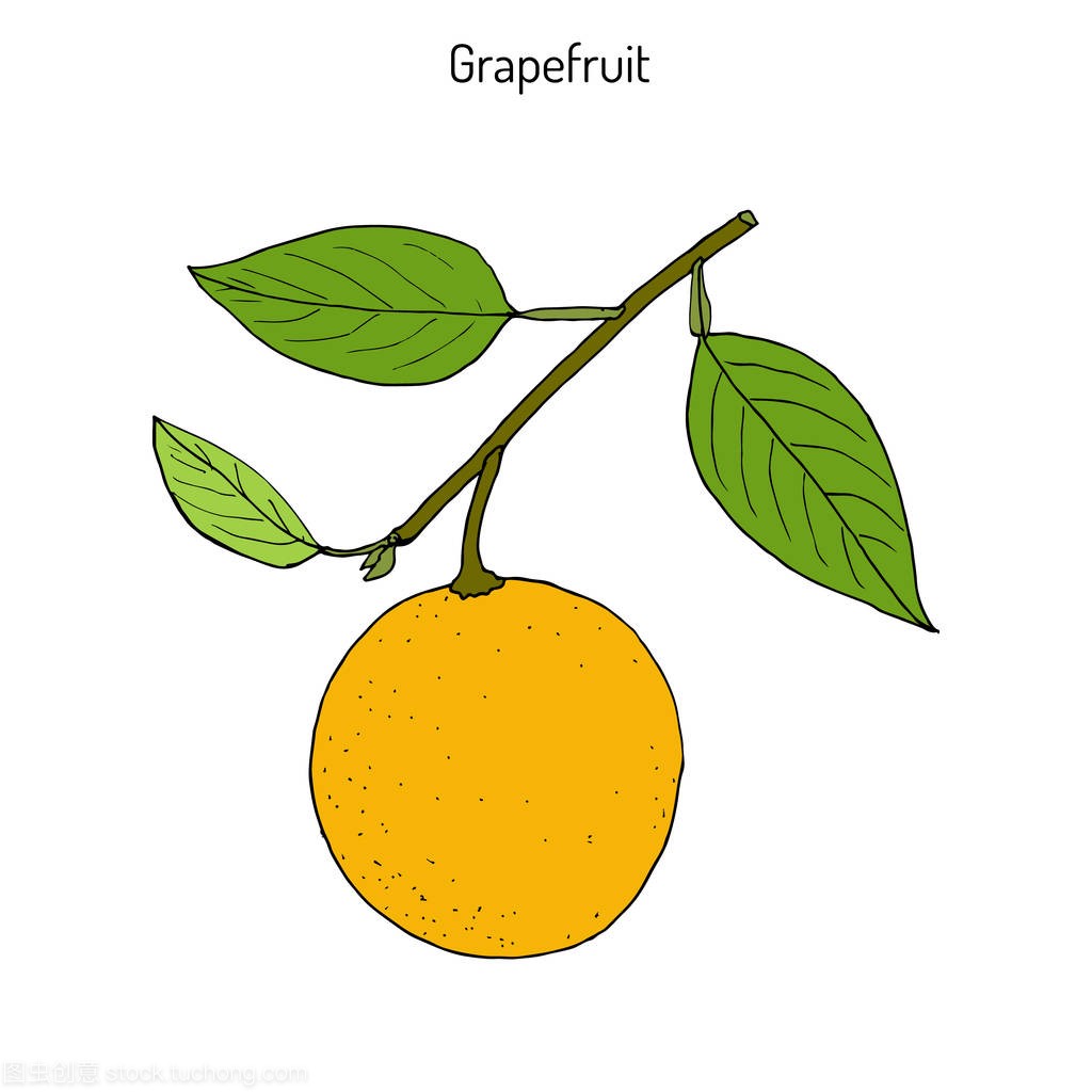 葡萄柚柑橘 paradisi,亚热带柑桔树