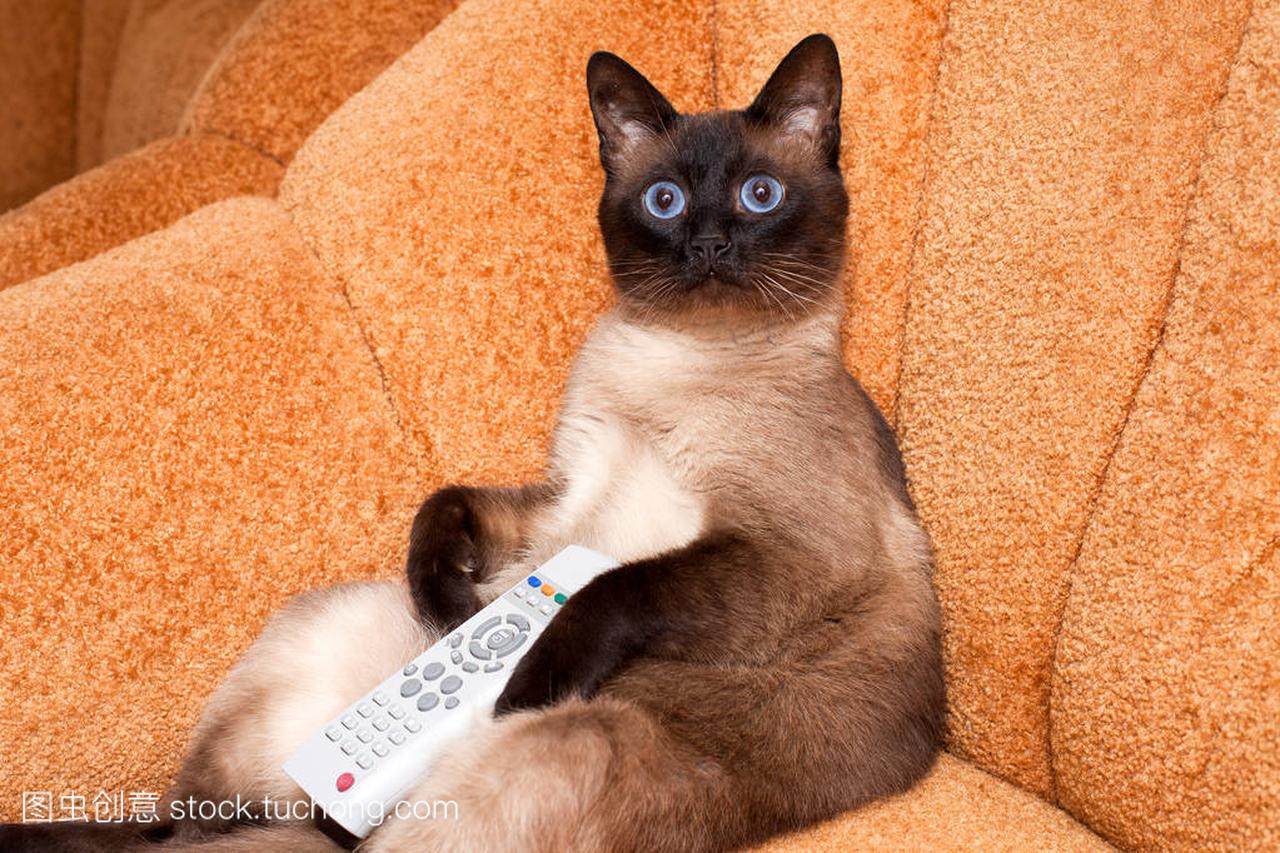 猫用遥控器在电视机前,看着一个有趣的节目