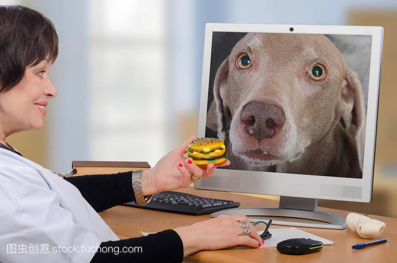 远程医疗兽医给狗在监视器中一个汉堡包