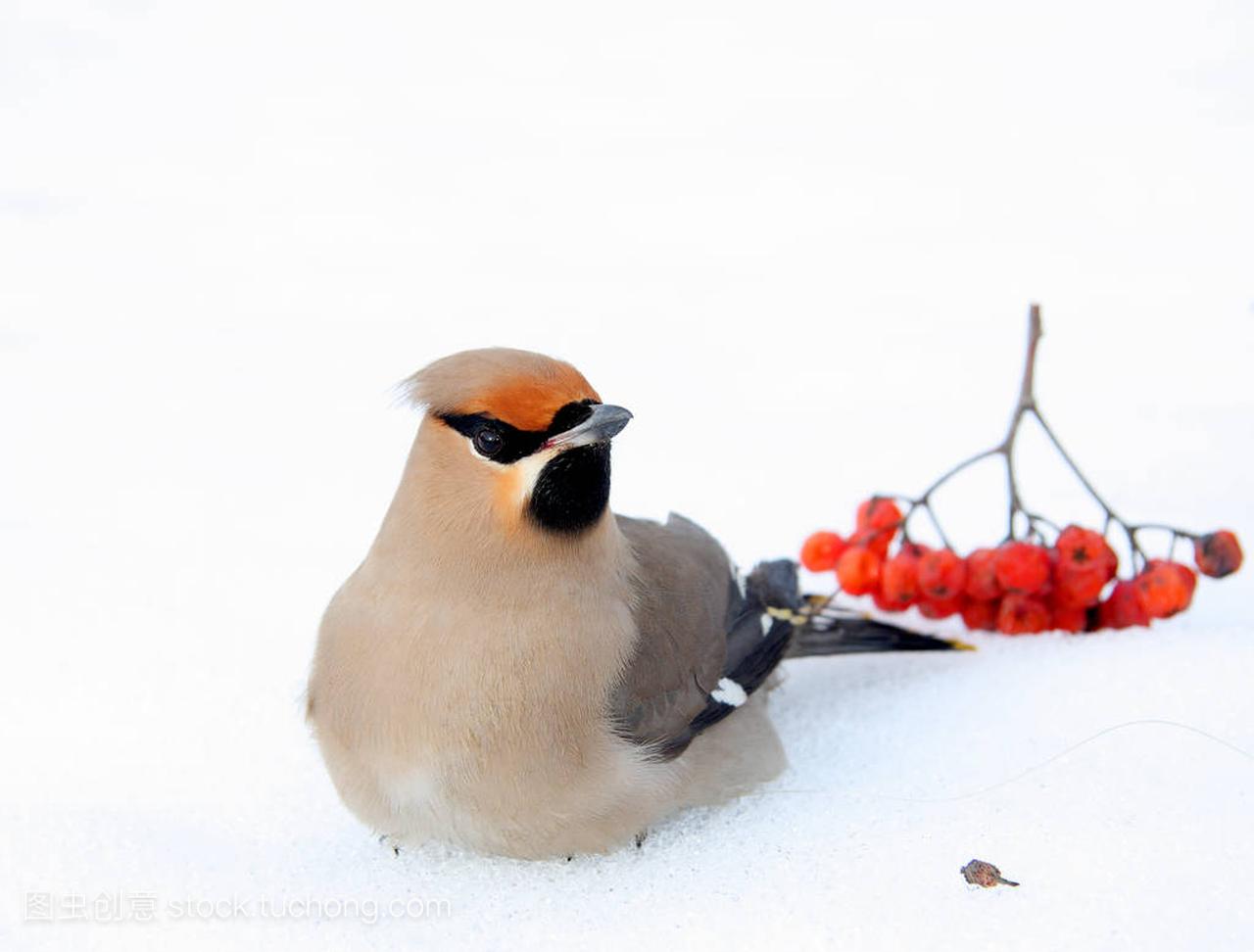雪松太平鸟坐在雪地上
