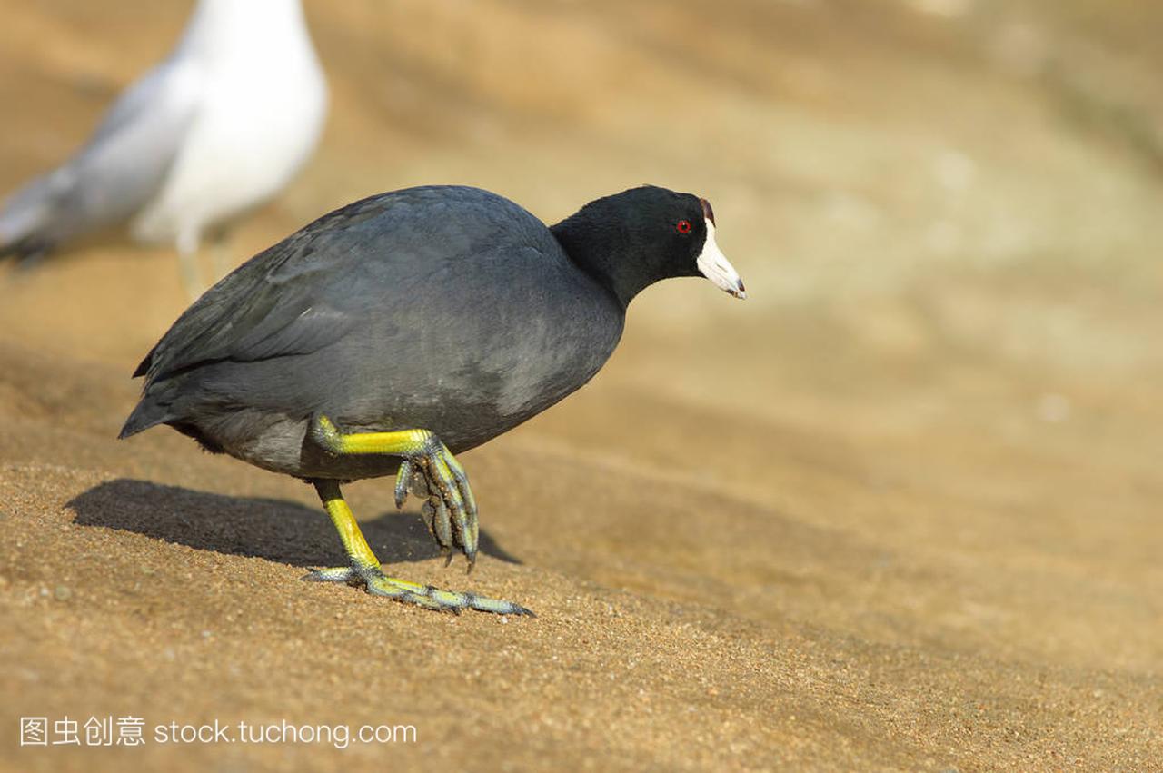 The American Coot walking on a shore (Fulica 