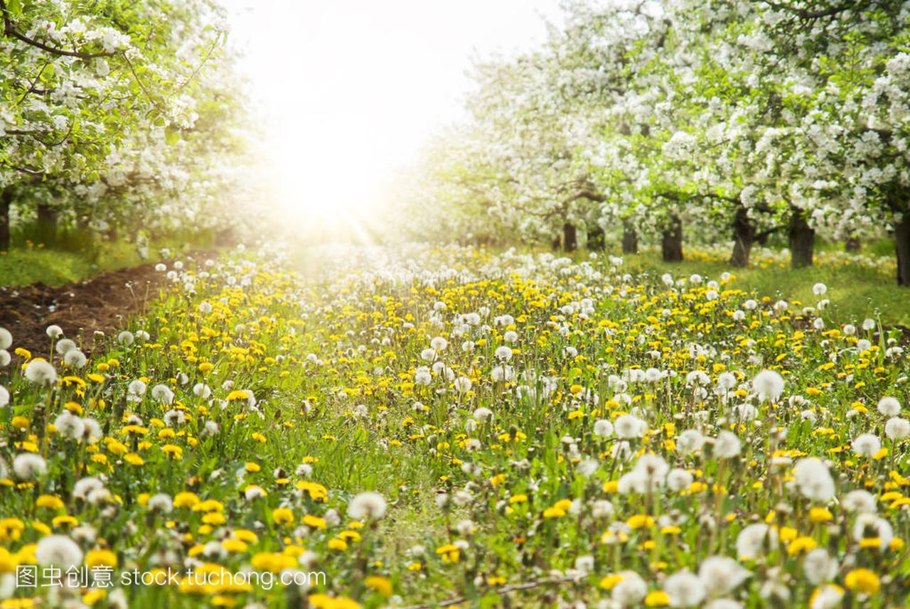 春季苹果树和明亮的阳光下的花朵