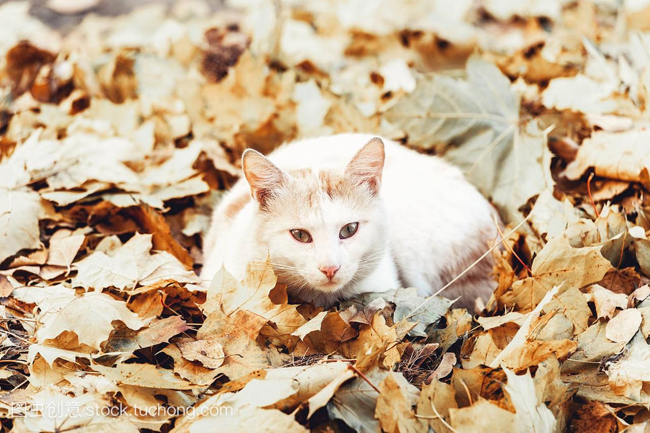 只白色的猫,在阳光下沐浴在秋天叶子