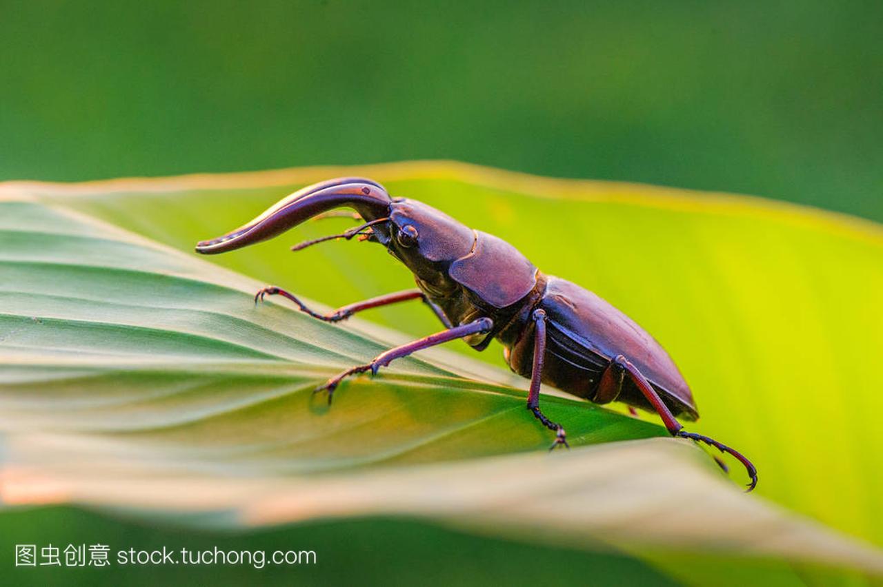 Lucanus 鹿的欧洲最大的甲虫