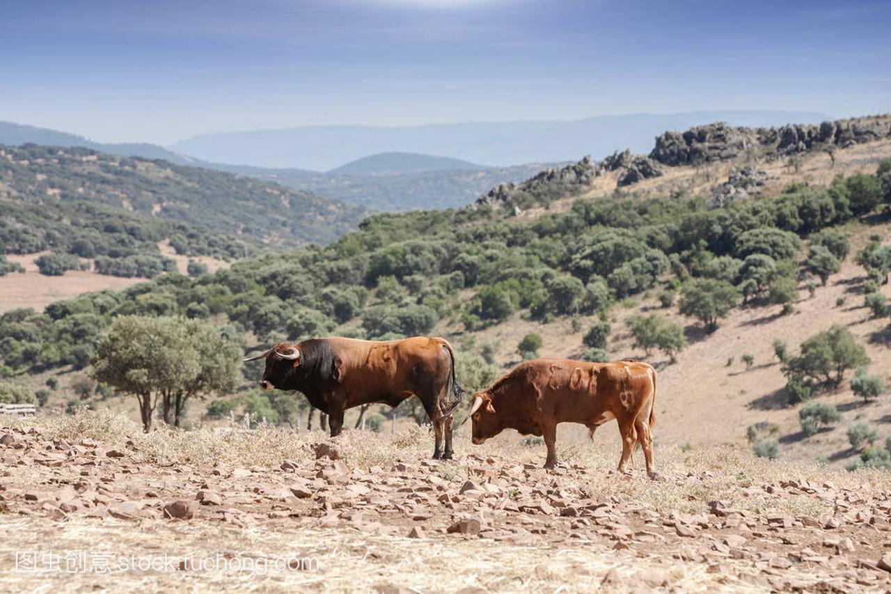 在农村,西班牙安达卢西亚自治区的公牛