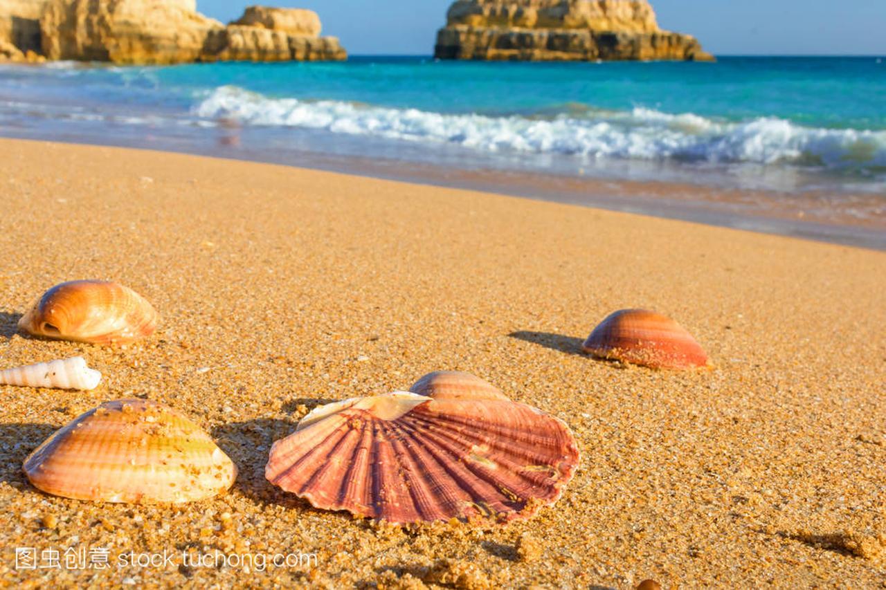 在葡萄牙阿尔加维的海边沙滩上的贝壳。关闭