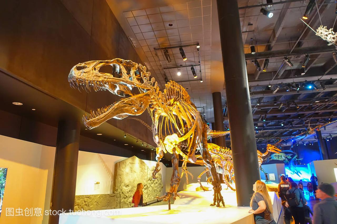 美国休斯敦-2017 年 1 月 12 日: 化石,恐龙 t-雷