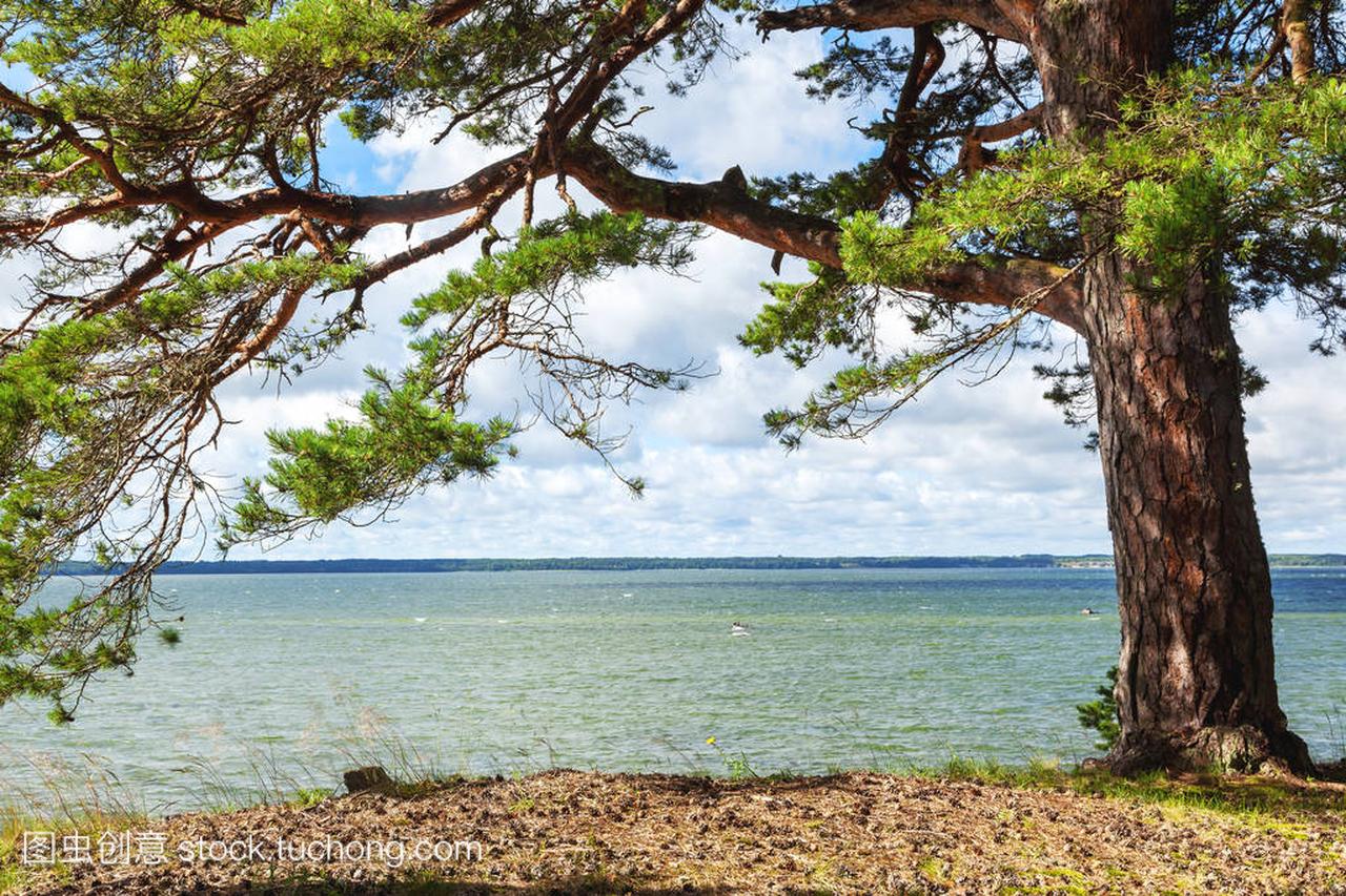 美丽的风景,芬兰海湾,爱沙尼亚的海岸
