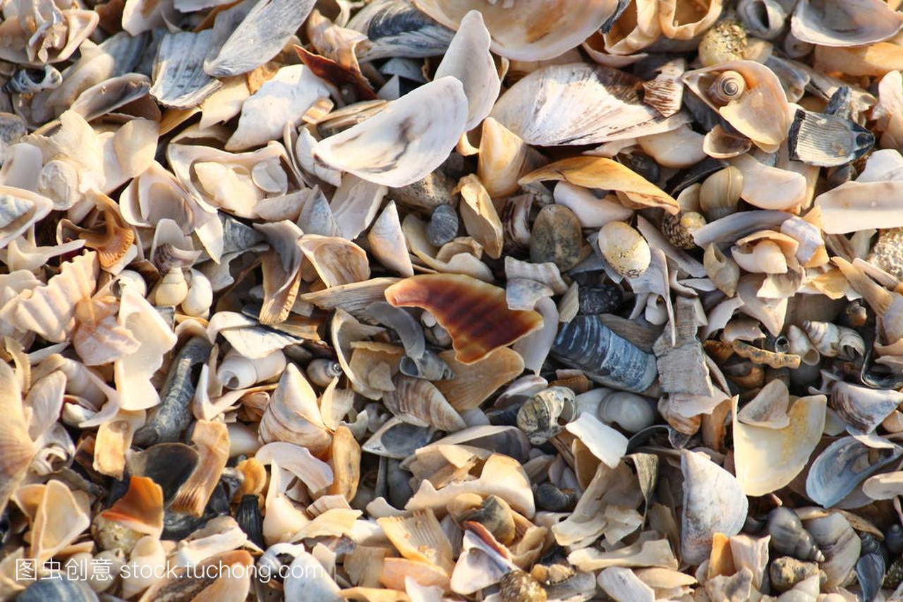 破碎的贝壳碎片南部乌克兰沙质海滩上的背景