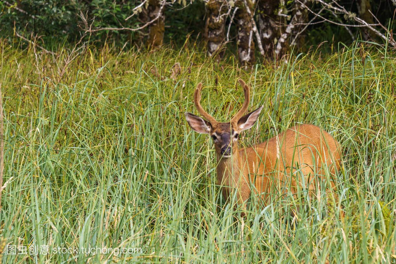 在高高的草丛美国饲喂野生物产鹿