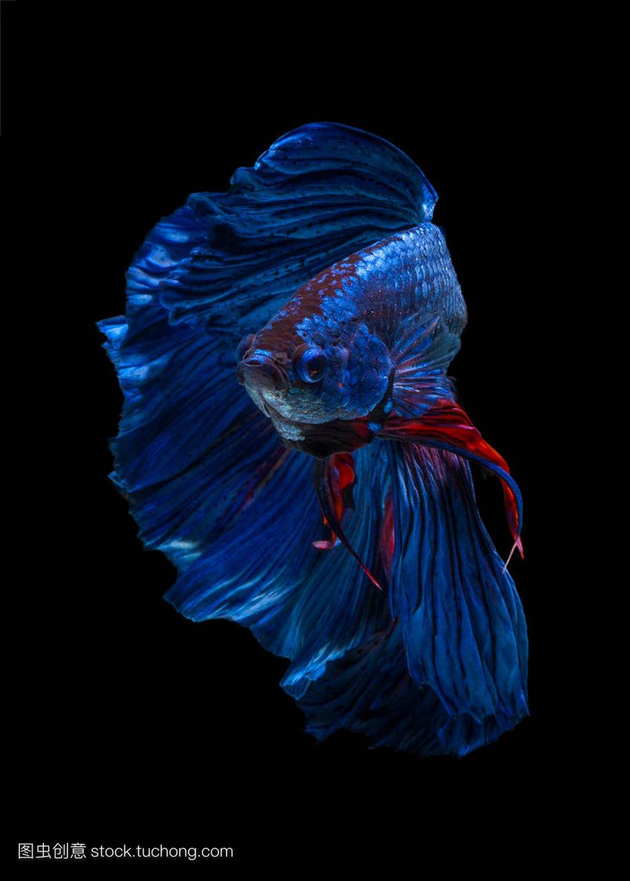 美术概念特写 半月 Betta 鱼在黑色背景下被隔