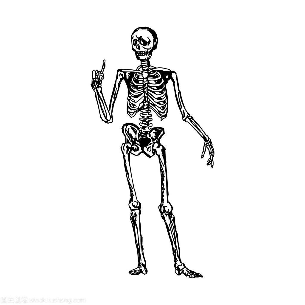 人类骨骼向上或解释的东西矢量图草图手绘与孤