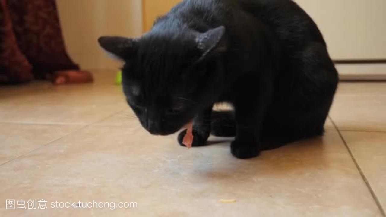 一只黑猫吃生鸡脖子。4 k 慢动作