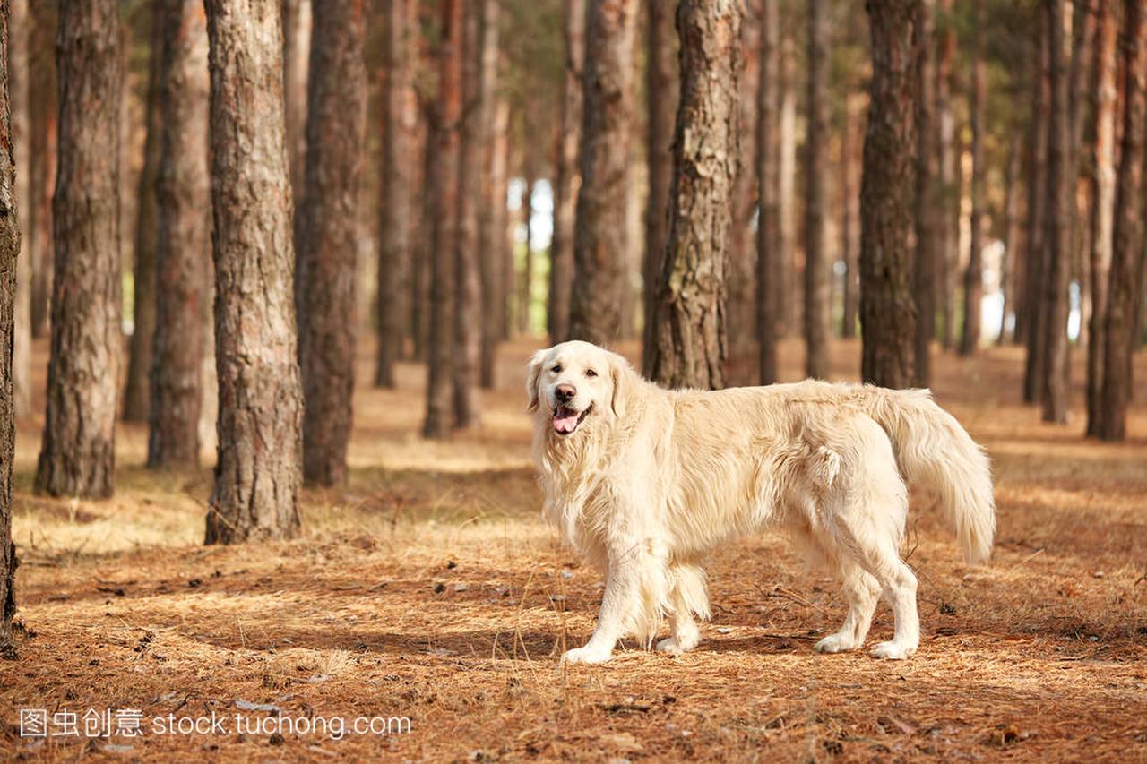 狗是一只拉布拉多犬在森林里。友善的狗