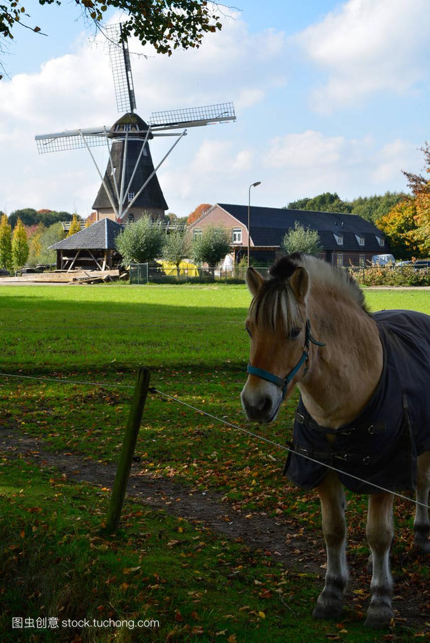 景观与传统的荷兰粮食风车和马