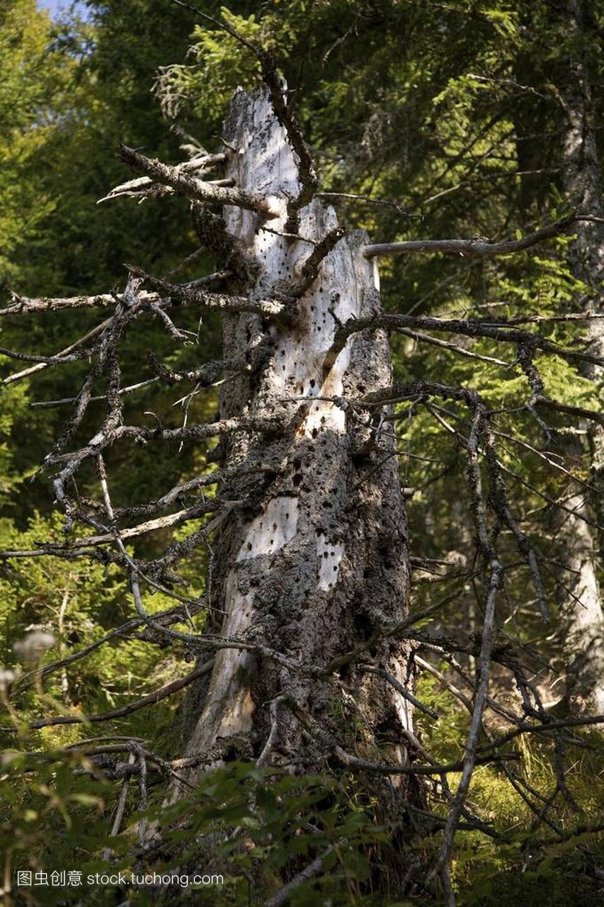 费尔德山山上的枯枝枯死云杉 (云杉) 在黑森林