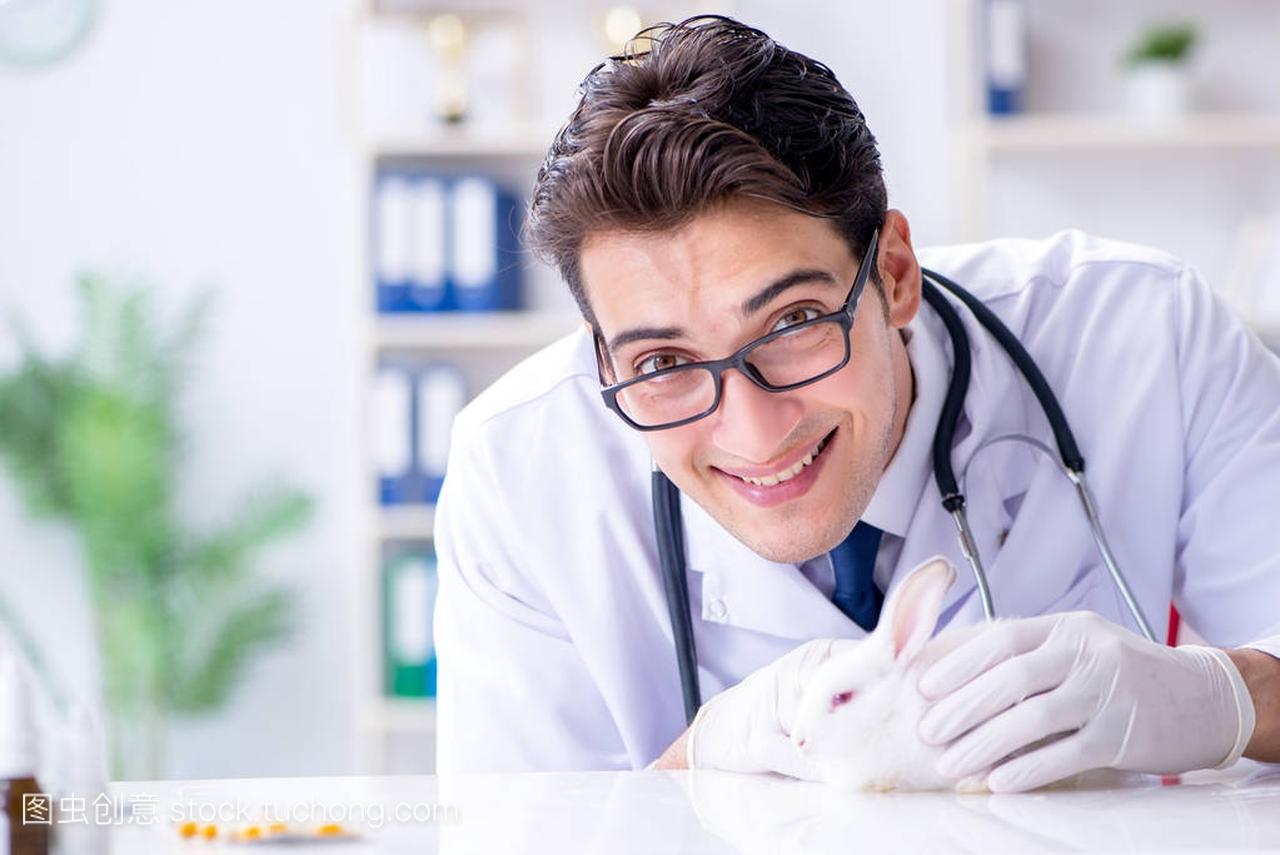 兽医医生检查兔子在宠物医院