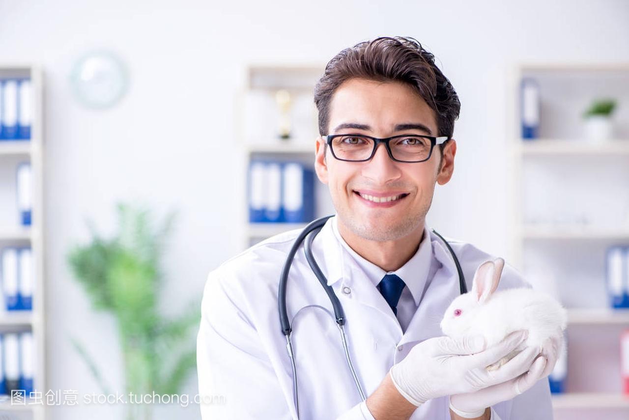 兽医医生检查兔子在宠物医院