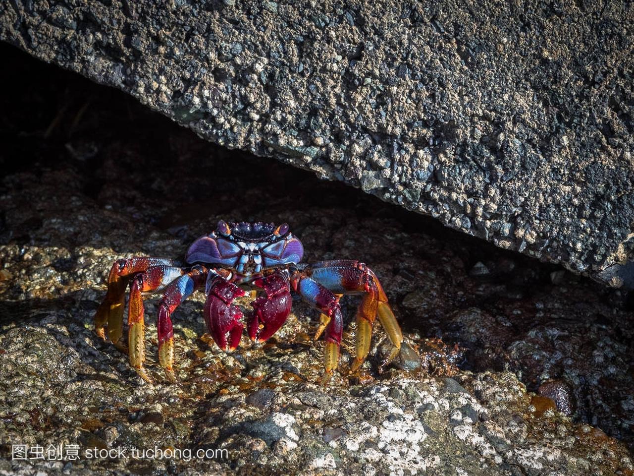 Grapsus adscensionis-红石蟹, 站在波多黎各的