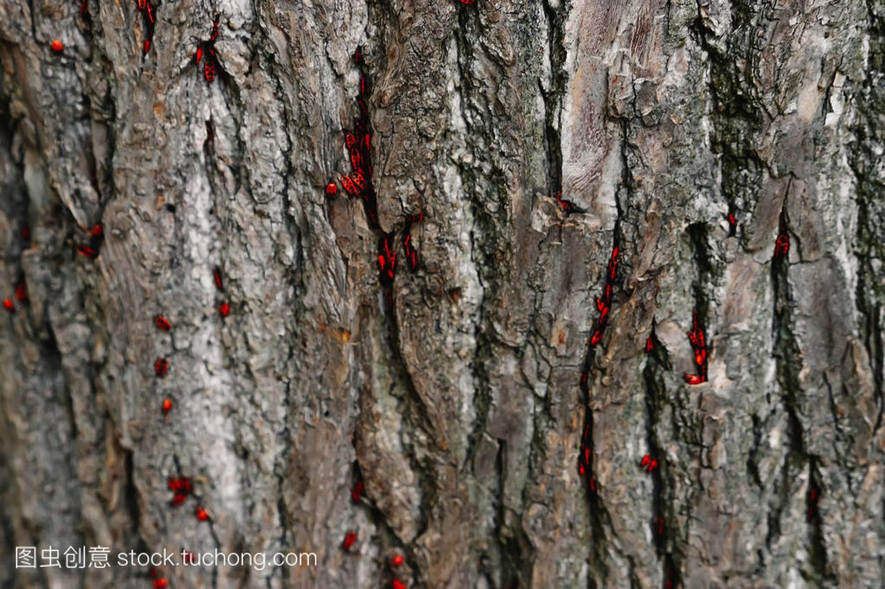 藏在树上的树皮上, 有黑色和红色的昆虫。画面