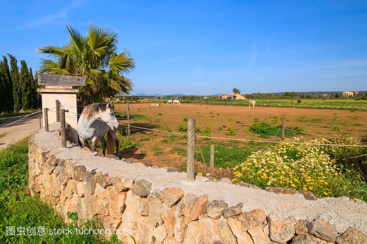西班牙马略卡岛岛农村景观中的马