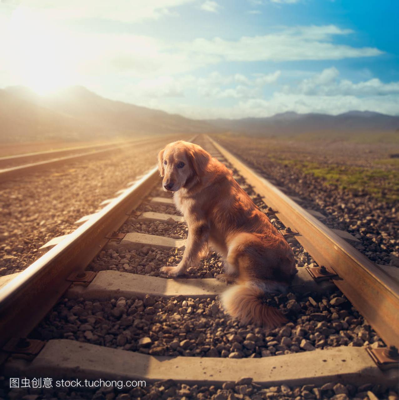在铁轨中间的哀伤的狗, 高对比图片