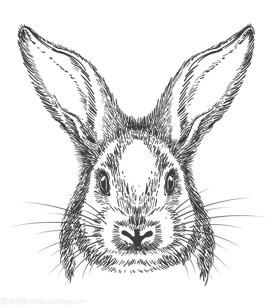 老式手绘兔脸素描