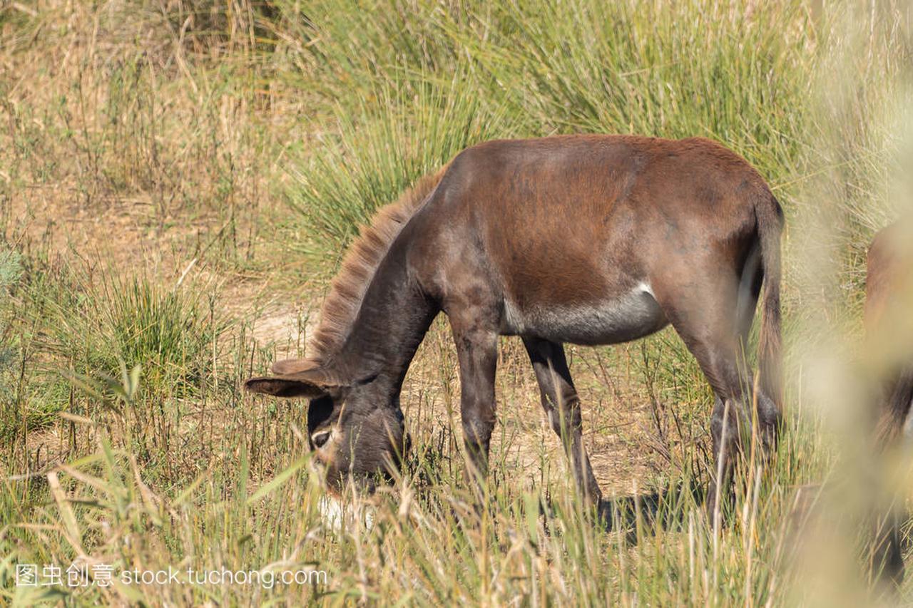 驴在马略卡岛的国家公园里放牧